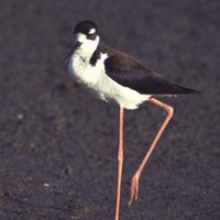 Black-necked-stilt-himantopus-mexicanus-bird_w507_h725_normal