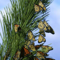 Monarch_butterfly_migration_normal