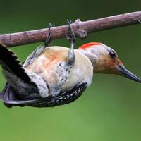 Red-bellied-woodpecker-bird-close-up_w725_h493_normal