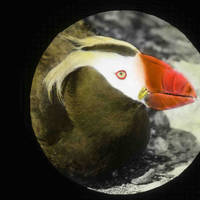Tufted_puffin_normal