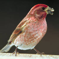 Purple_finch_normal