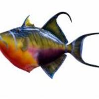 Mounted-queen-triggerfish_normal