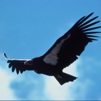 Adult-condor-in-flight_w725_h484_normal