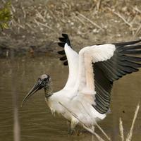 Male-wood-stork-spreads-its-wings-mycteria-americana_w725_h483_normal