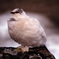 Rock-ptarmigan-bird-in-winter-plumage-lagopus-mutus_w725_h492_normal