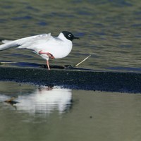 Bonapartes-gull-bird-larus-philadelphia_w725_h487_normal