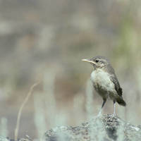 Rock_wren_normal