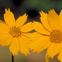 Eared_coreopsis_normal
