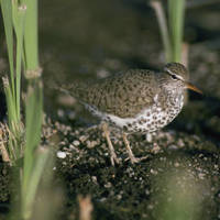 Spotted_sandpiper_normal
