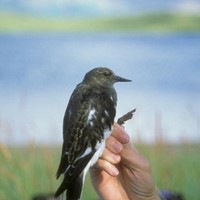 Black-turnstone-bird-in-hand_w483_h725_normal