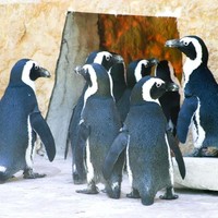 Penguins-in-zoo_w725_h484_normal