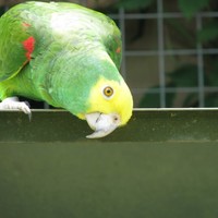Cheeky-parrots-birds_w725_h544_normal