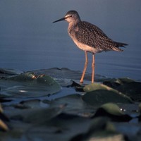 A-lesser-yellowlegs-is-found-resting-on-a-leaf-on-top-of-a-body-of-water-tringa-flavipes_w613_h725_normal