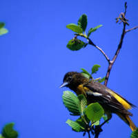 Northern_oriole_normal
