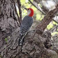 Woodpecker-with-bright-red-head-sitting-on-a-tree_w482_h725_normal