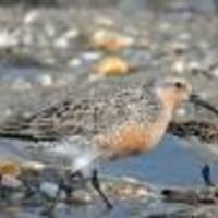Red-knot-bird_w128_normal