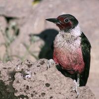 Lewis-woodpecker-bird-melanerpes-lewis_w725_h522_normal