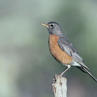Bird-american-robin_w725_h485_normal