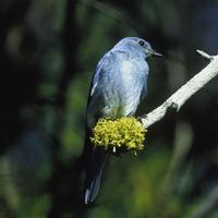 Mountain-bluebird-bird-sialia-currucoides-perched-on-a-branch_w725_h476_normal