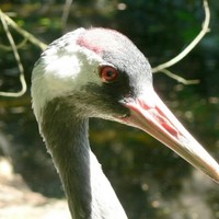 Eurasian-crane-grus-grus_w725_h544_normal
