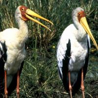 Yellow-billed-stork-birds-pair-mycteria-ibis_w725_h492_normal