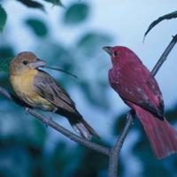 A-pair-of-summer-tanagers-birds-perch-closely-next-to-each-other-piranga-rubra_w725_h474_normal
