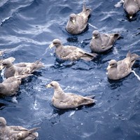 Northern-fulmar-birds-in-water-fulmaris-galcialis_w725_h492_normal