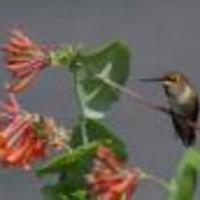 Rufous-hummingbird-pauses-from-flight_w128_normal