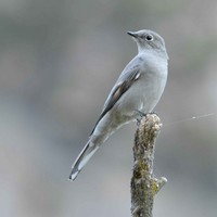 Townsend-solitaire-bird-myadestes-townsendi-perches-on-tip-of-branch_w725_h487_normal