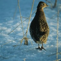 Female-ring-necked-pheasant-bird-phasianus-colchicus_w725_h486_normal