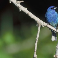 Indigo-bunting-bird-perches-on-a-branch_w725_h476_normal