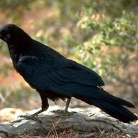 Black-raven-bird_w725_h481_normal