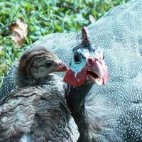 Guinea-hen-and-chick-numida-meleagris_w725_h544_normal