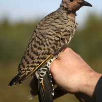 Northern-flicker-bird_w489_h725_normal