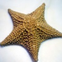 Star-fish_normal