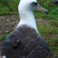 Laysan-albatross-bird_w128_h128_cw128_ch128_thumb_normal