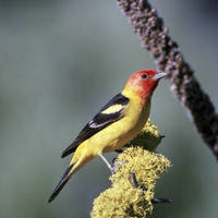 Western_tanager_normal