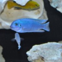 Cichlid-in-aquarium_normal