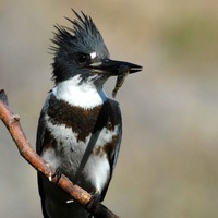 Belted-kingfisher-bird-juvenile-female_w725_h487_normal