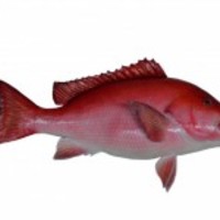 Red-snapper-fish-mount_normal