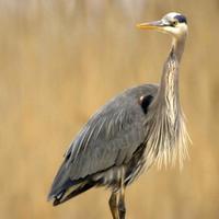 Large-wading-bird-perches_w723_h725_normal