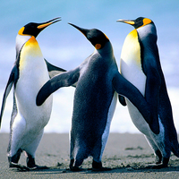 Penguins_normal