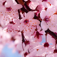 Blooming-pink-cherry-blossom-pink-color-34590866-1600-1200_normal