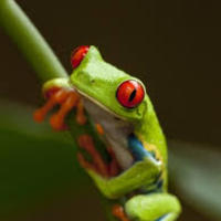 Frog_normal