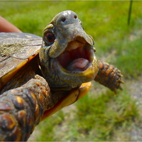 Turtle_normal