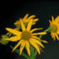 Sunflower_crownbeard_thumb_normal