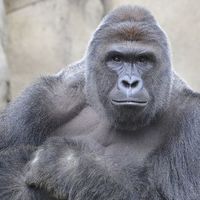 Harambe2