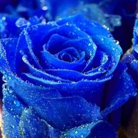 Blue_flower_normal
