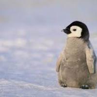 Penguin_normal
