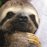 Slithity_sloth_normal